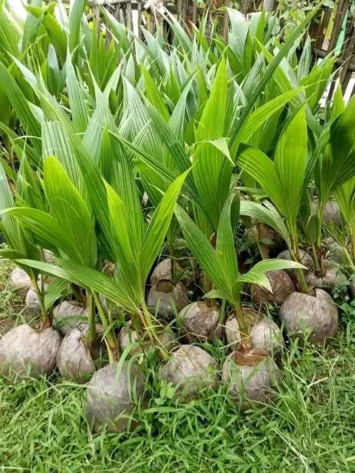 Alamat Penjual Bibit Kelapa Kopyor